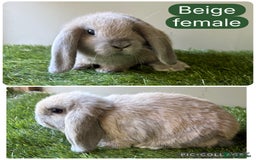 Mini Lop rabbits for sale: Beautiful, friendly mini lops  - Image 6