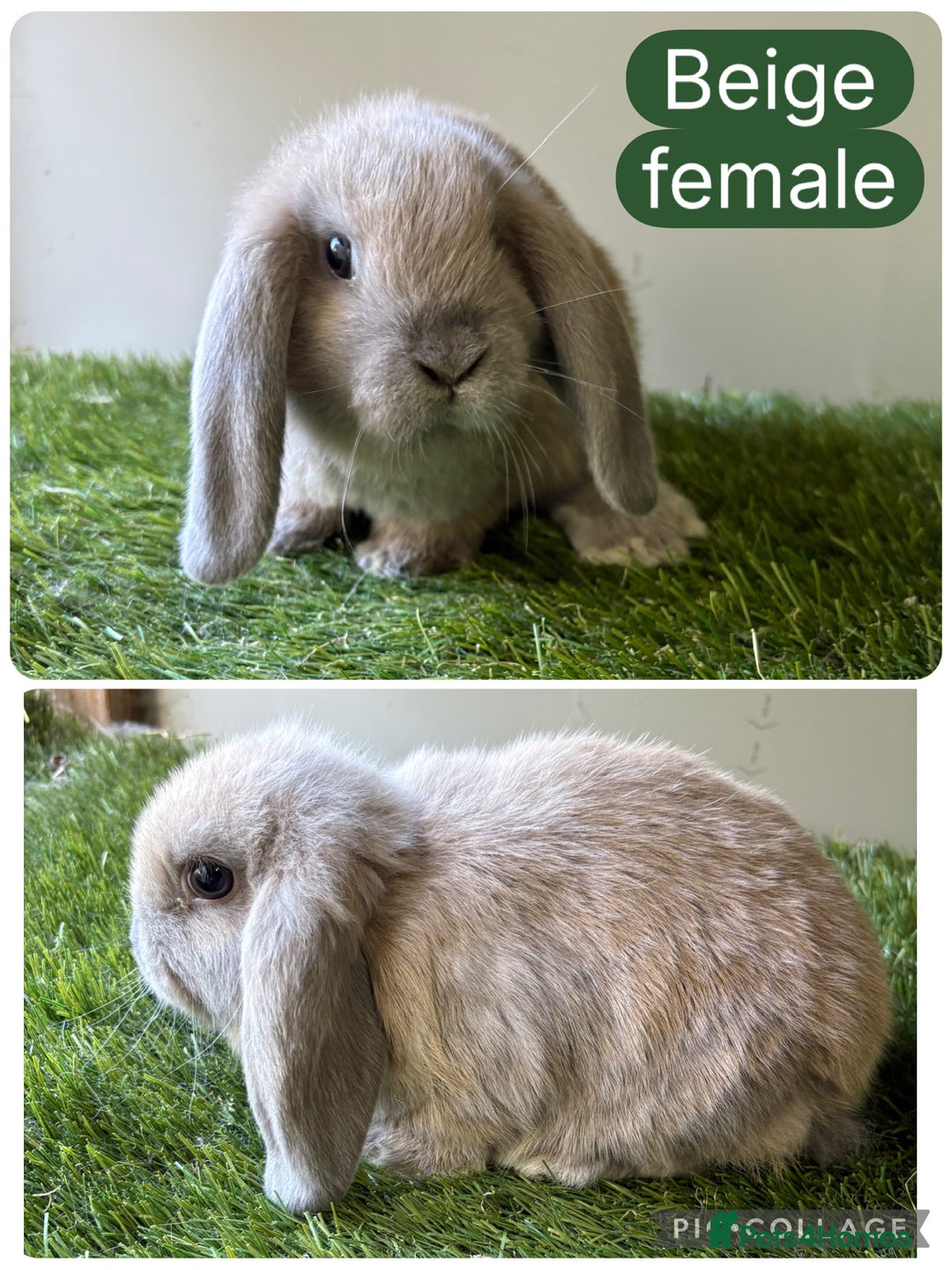 Mini Lop rabbits for sale: Beautiful, friendly mini lops  - Image 6