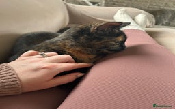 Mixed Breed cats for sale: Beautiful Tortoiseshell Girl  - Image 3