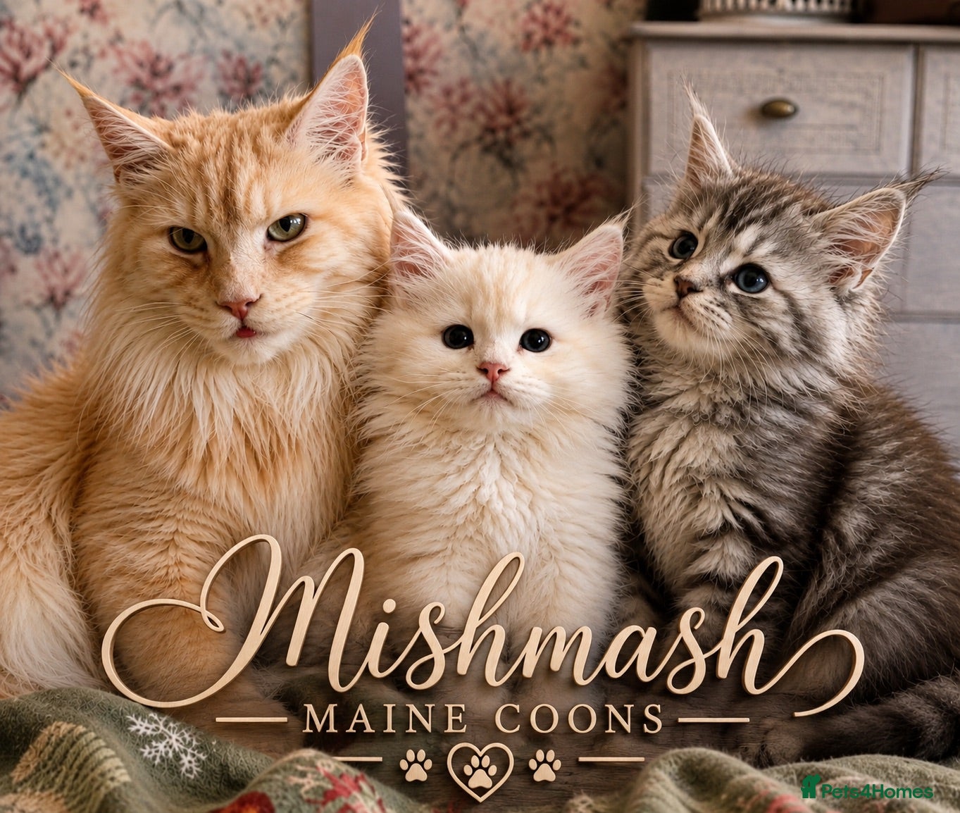 Maine Coon cats Beautiful Black smoke Tortoe Female - Advert 1