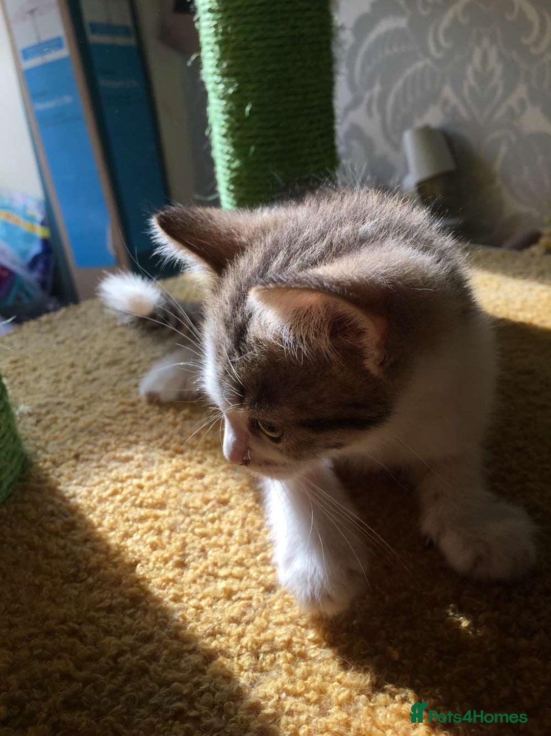 Mixed Breed cats for sale: Half British blue kittens  - Image 7