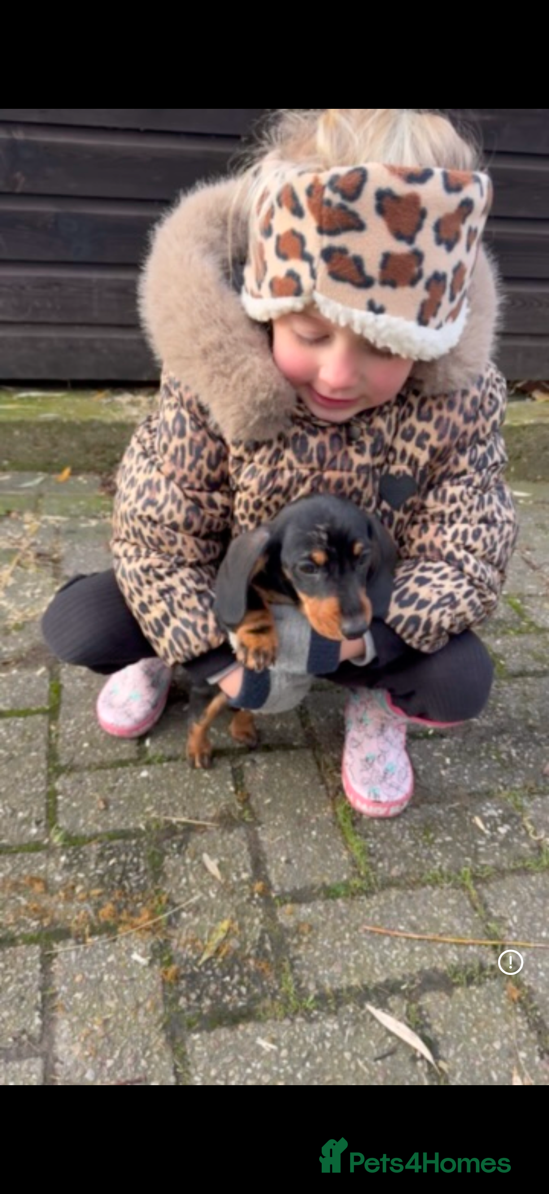 Miniature Dachshund dogs for sale: KC reg gorgeous boy  - Advert 5