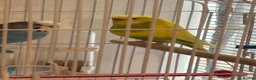 Budgerigars birds for sale: 2 Budgies, with cage and accessories in Manchester - Advert 2