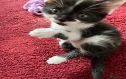 Mixed Breed cats for sale: Two orphaned kittens  - Image 8