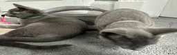 Russian Blue cats for sale: Russian Blue Kittens  - Advert 25