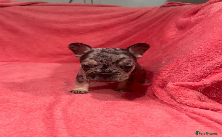 French Bulldog dogs French bulldog puppies - Advert 15