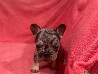 French Bulldog dogs French bulldog puppies - Advert 12