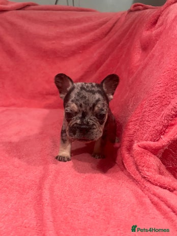 French Bulldog dogs French bulldog puppies - Advert 15
