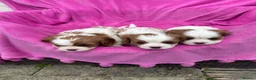 Cavalier King Charles Spaniel dogs for sale: Cavalier King Charles Spaniel puppies - Advert 23