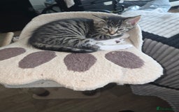 Persian cats for sale: Bundles of joy - Image 4