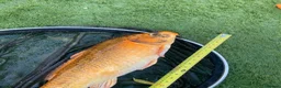 Koi Carp fish for sale: Carp koi 40cm others 58-60cm+ ready to go  - Advert 7