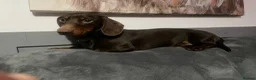Dachshund dogs for sale: 2 year old male dachshund (GARY) - Advert 7