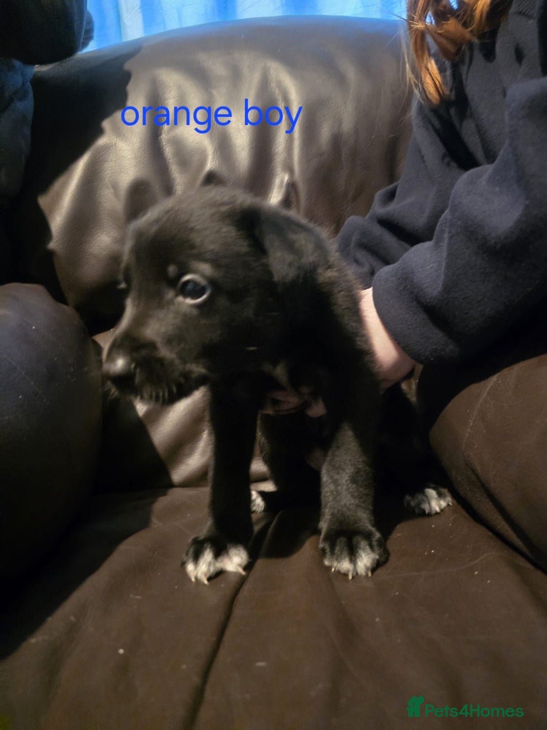 Shepsky dogs for sale: Shepski pups - Advert 9