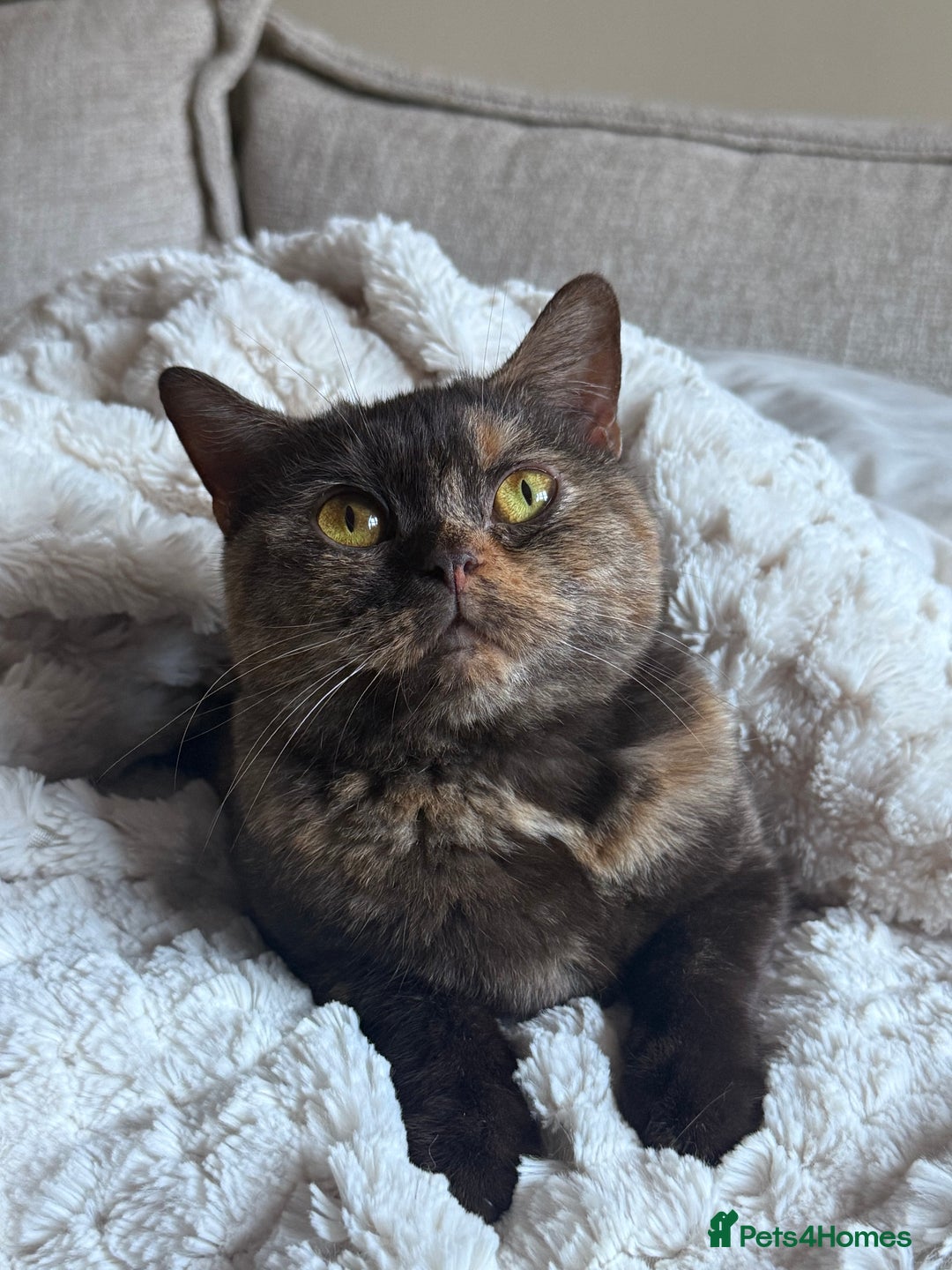 British Shorthair cats for sale: Beautiful chocolate tortie British shorthair girl  - Advert 5