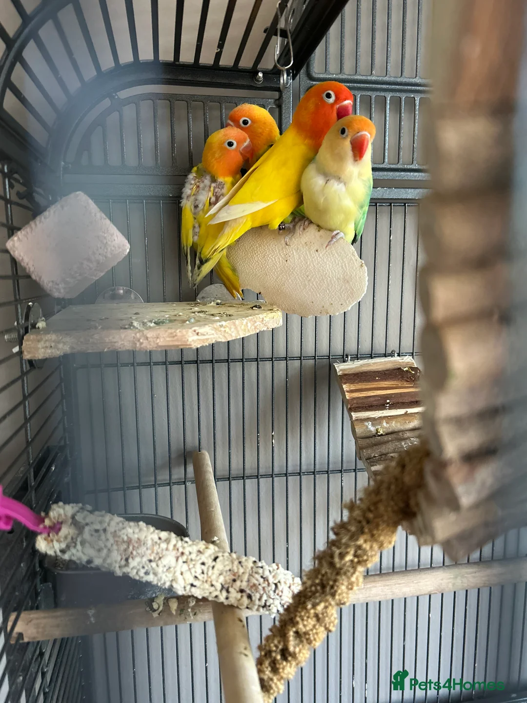 Lovebirds birds for sale: Love birds 7 weeks old  - Advert 7