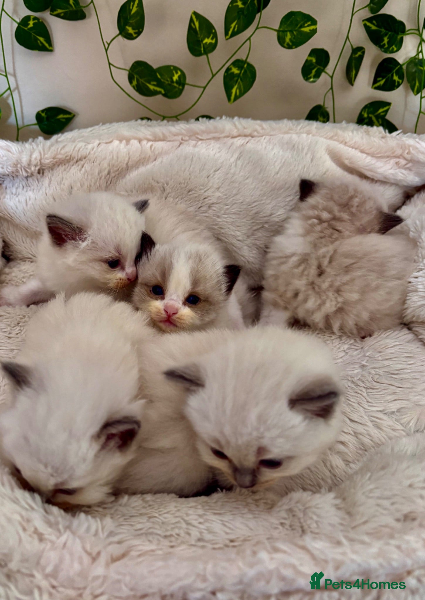 Ragdoll cats Beautiful Ragdoll kittens (5)  - Advert 10