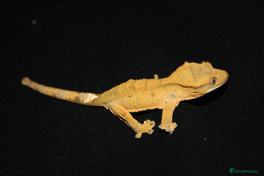 Gecko reptiles for sale: Crested geckos - Image 6