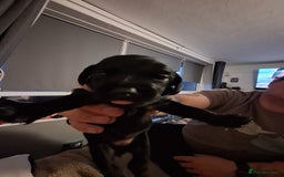 Mixed Breed dogs for sale: Daxiepoos  - Image 3