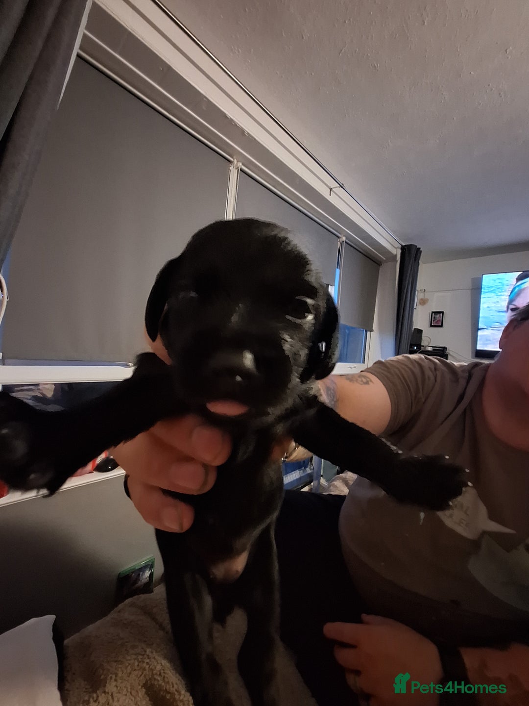 Mixed Breed dogs for sale: Daxiepoos  - Image 3