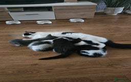Mixed Breed cats for sale: 4 adorable kittens — 2 boys girls and 2 girls. - Image 17