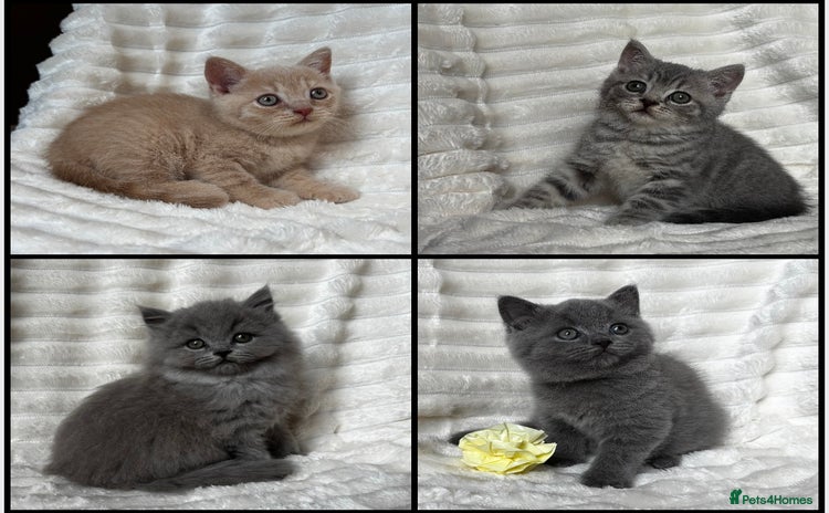 British Shorthair cats - Advert 6