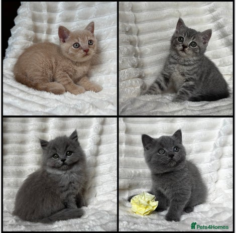 British Shorthair cats - Advert 4