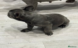 French Bulldog dogs for sale: French Bulldog Puppies - Ready Now  - Image 7