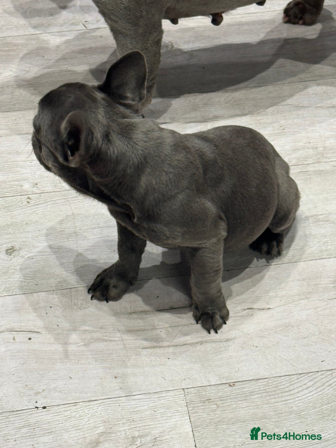 French Bulldog dogs for sale: French Bulldog Puppies - Ready Now  - Image 7