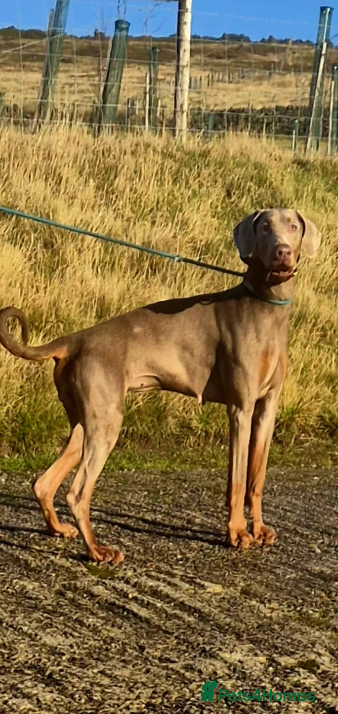 Dobermann dogs for sale: Elite European Doberman Puppies  in Knottingley - Advert 2