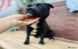 Mixed Breed dogs for adoption: Little Lucky - Image 2