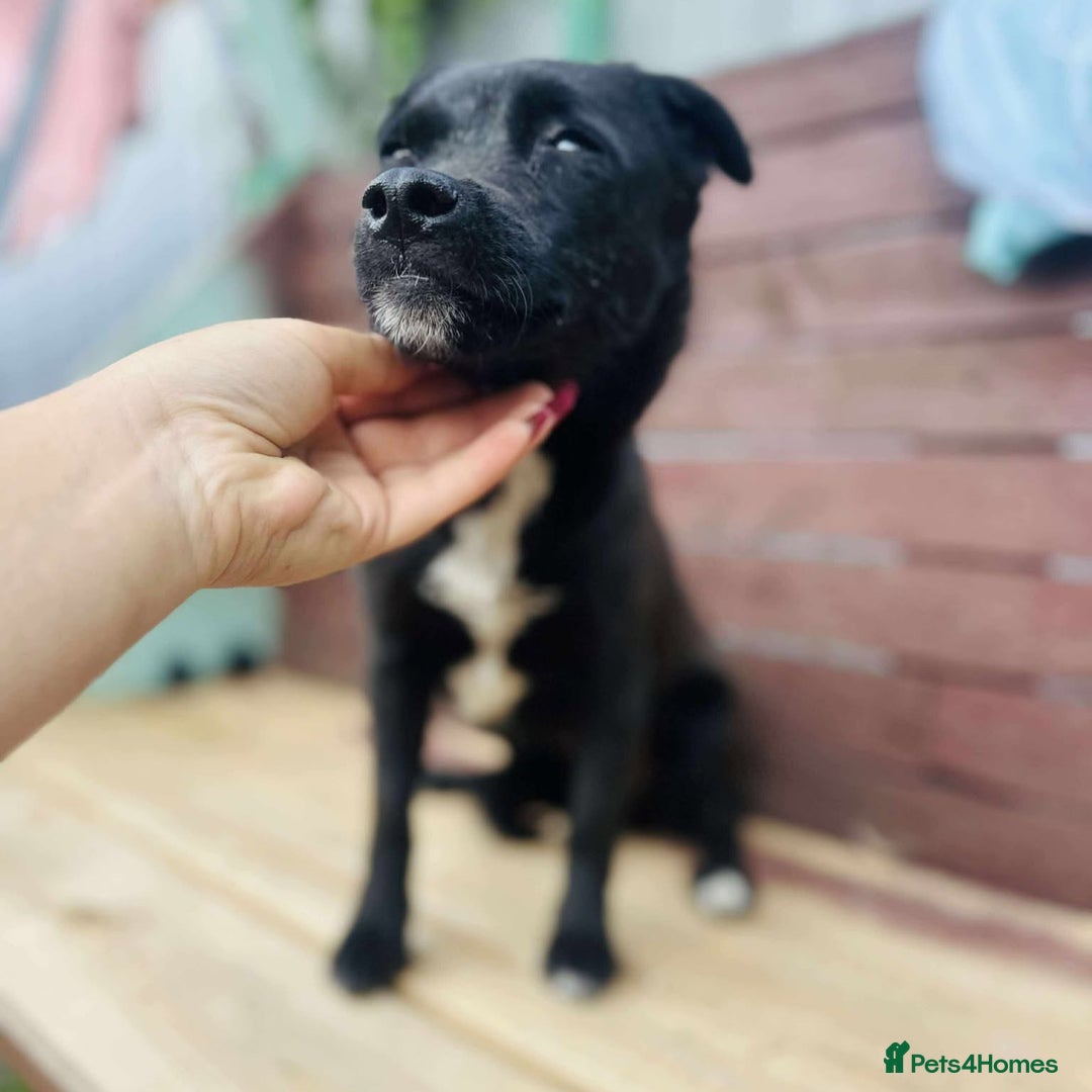 Mixed Breed dogs for adoption: Little Lucky - Image 2