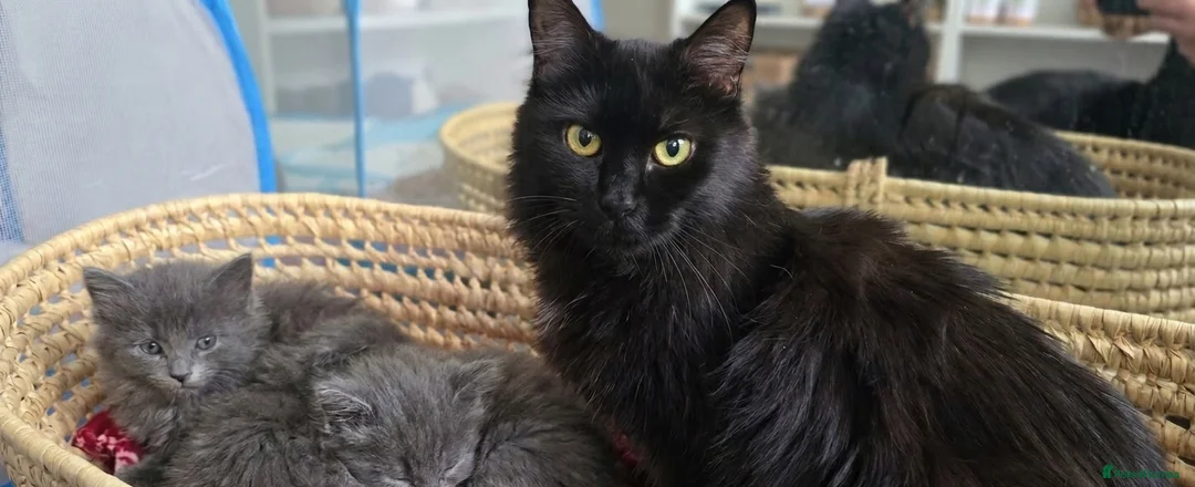 Maine Coon cats for sale: Maine Coon Kitten Reservation  - Advert 14