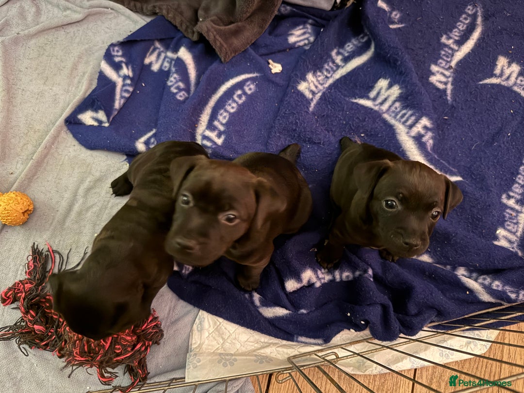 Patterdale Terrier dogs for sale: Patterdale puppies for sale. - Advert 2