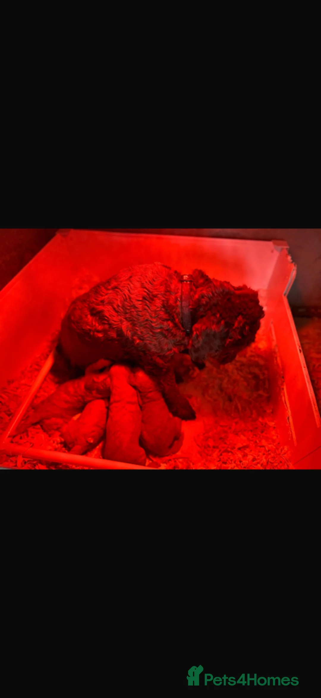 Cockapoo dogs for sale: Gorgeous f2 cockapoo puppies ready next weekend - Advert 5