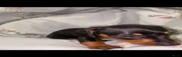 Miniature Dachshund dogs for sale: Stunning Miniature dachshund puppy’s   in Kettering - Advert 6