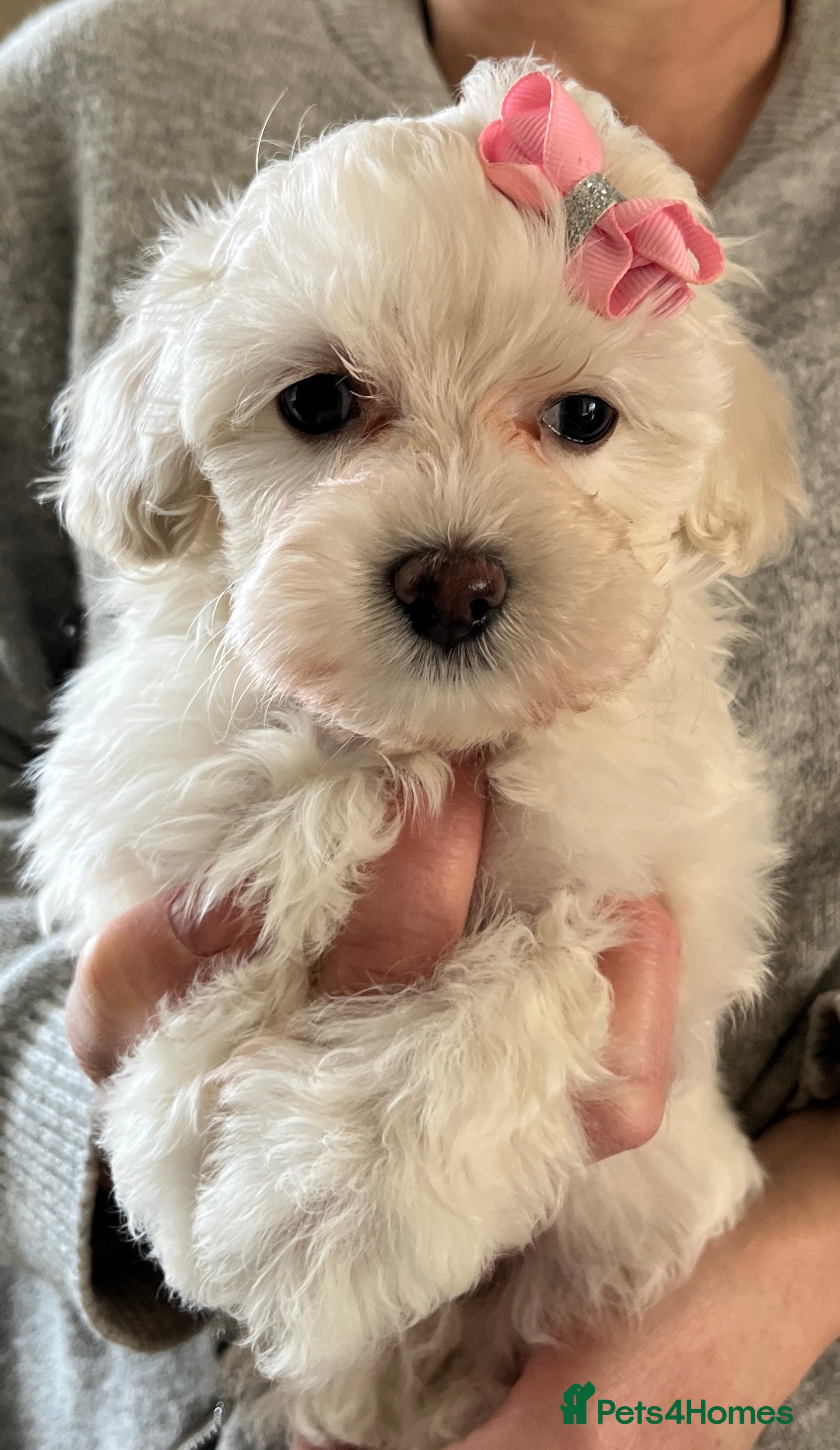 Maltipoo dogs 🐾Maltipoo Puppies🐾 (1 Girl Left) - Advert 18