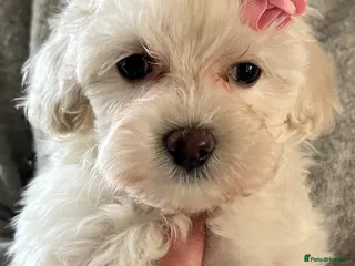 Maltipoo dogs 🐾Maltipoo Puppies🐾 (1 Girl Left) - Advert 18
