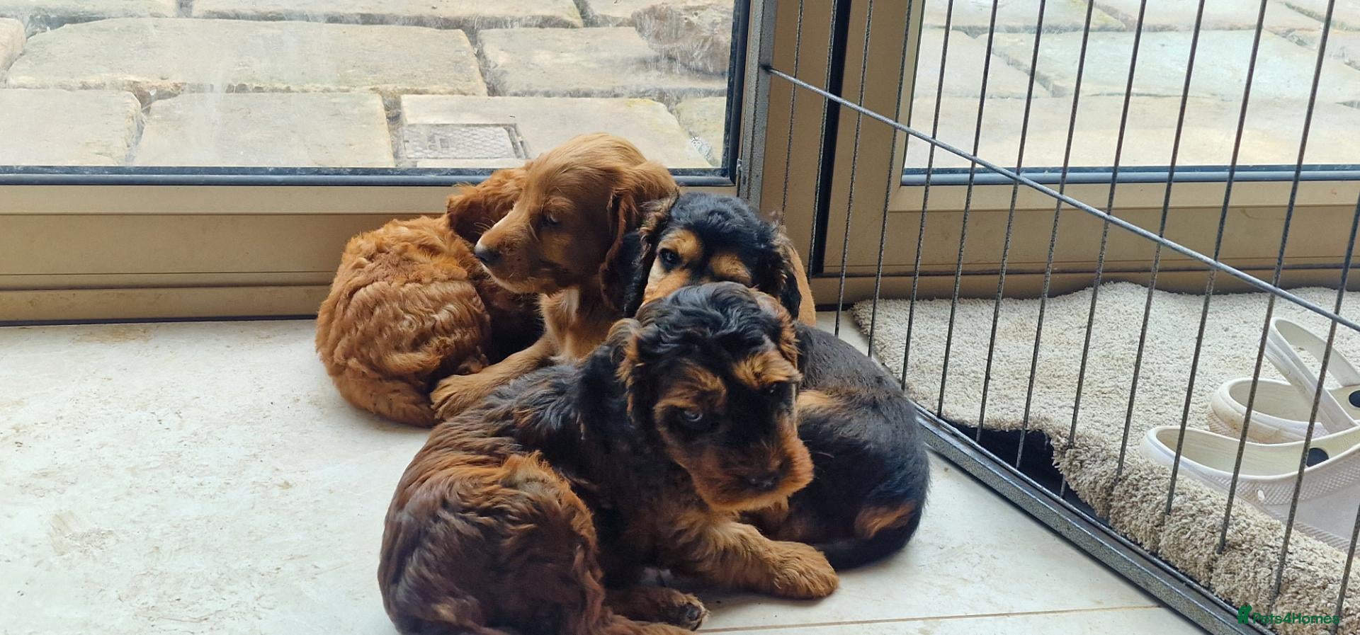 Cockapoo dogs Stunning F2 Cockapoos - Advert 2