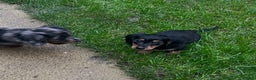 Miniature Dachshund dogs for sale: KC Long Hair 'Mini-Mini' Dachshund Puppies - Advert 5