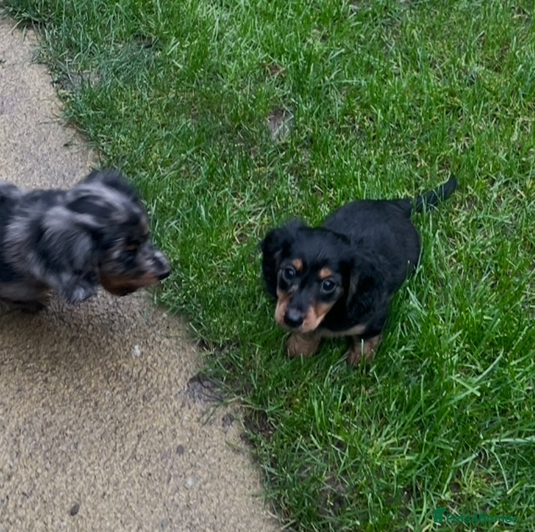 Miniature Dachshund dogs for sale: KC Long Hair 'Mini-Mini' Dachshund Puppies - Advert 5