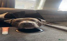 Mixed Breed dogs for sale: Beautiful Blue lab cross  - Image 9