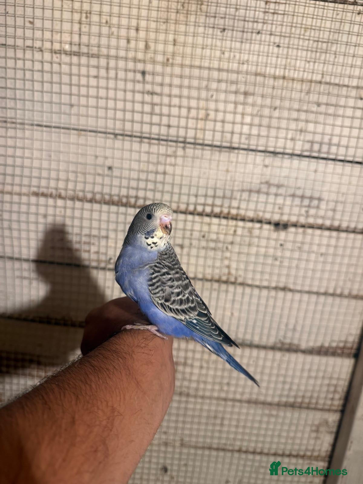 Budgerigars birds Budgies for sale £40 each collection mk404nn - Advert 21