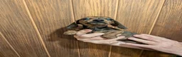 Miniature Dachshund dogs for sale: Red brindle miniature smooth dachshunds  in Swindon - Advert 9