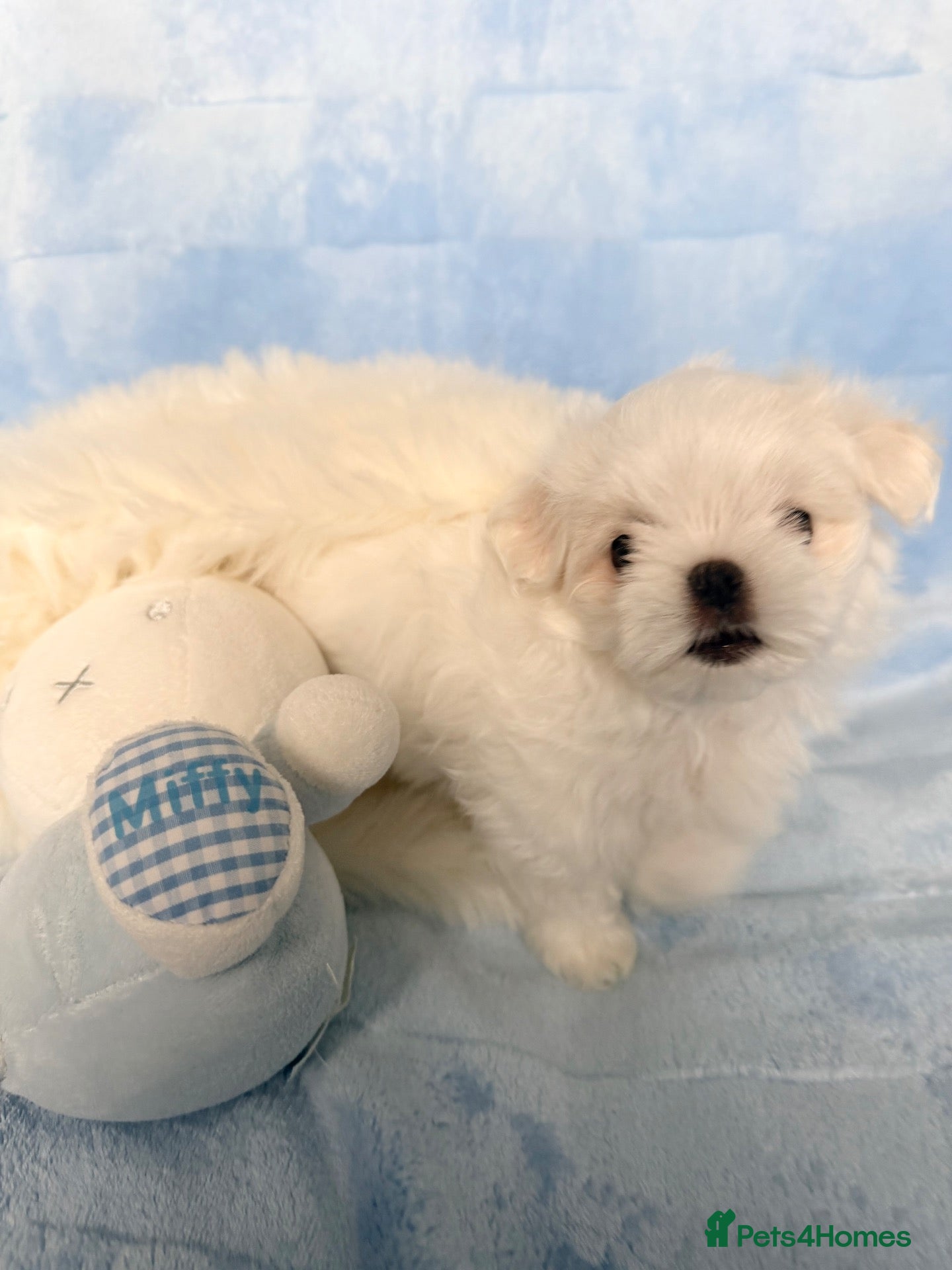 Maltese dogs Bambelina Korean Maltese. One Boy  Ready Now 🩵 - Advert 2