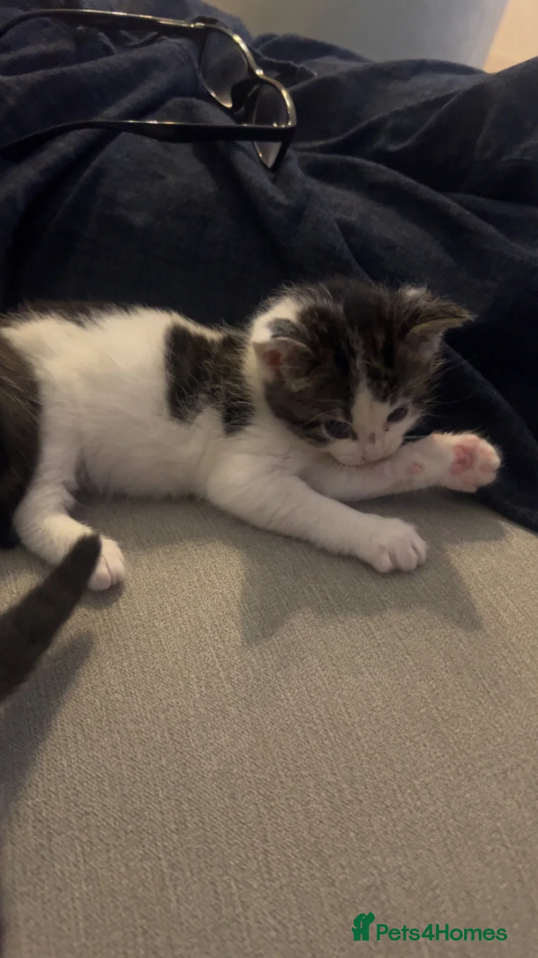 Mixed Breed cats for sale: Cute kittens  in Blackburn - Advert 20