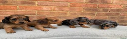 Miniature Dachshund dogs for sale: Champion bloodline miniature long haired dachshund - Advert 8