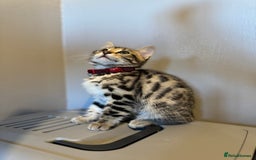 Bengal cats for sale: Ava’s Finest Pure Bengals, THREE Kittens Left. . . in Northampton - Image 21