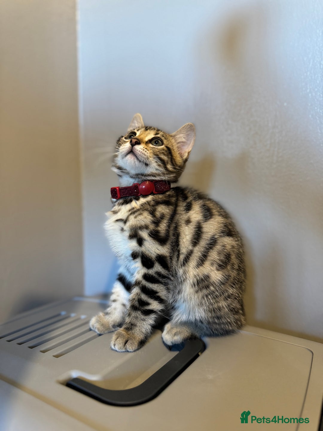 Bengal cats for sale: Ava’s Finest Pure Bengals, THREE Kittens Left. . . in Northampton - Image 21