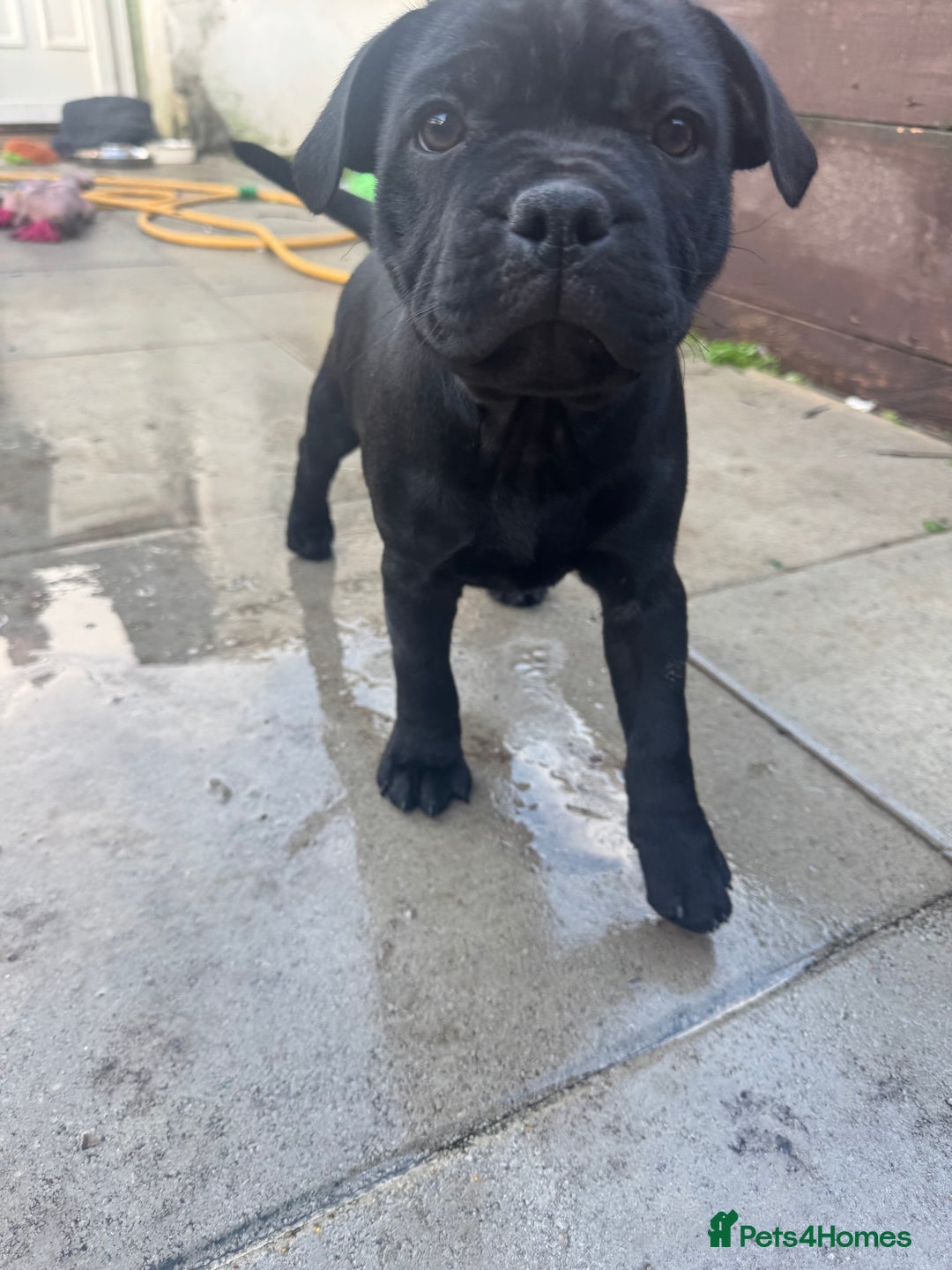 Staffordshire Bull Terrier dogs for sale: Champion Beautiful Black Staffy Puppies  - Advert 14