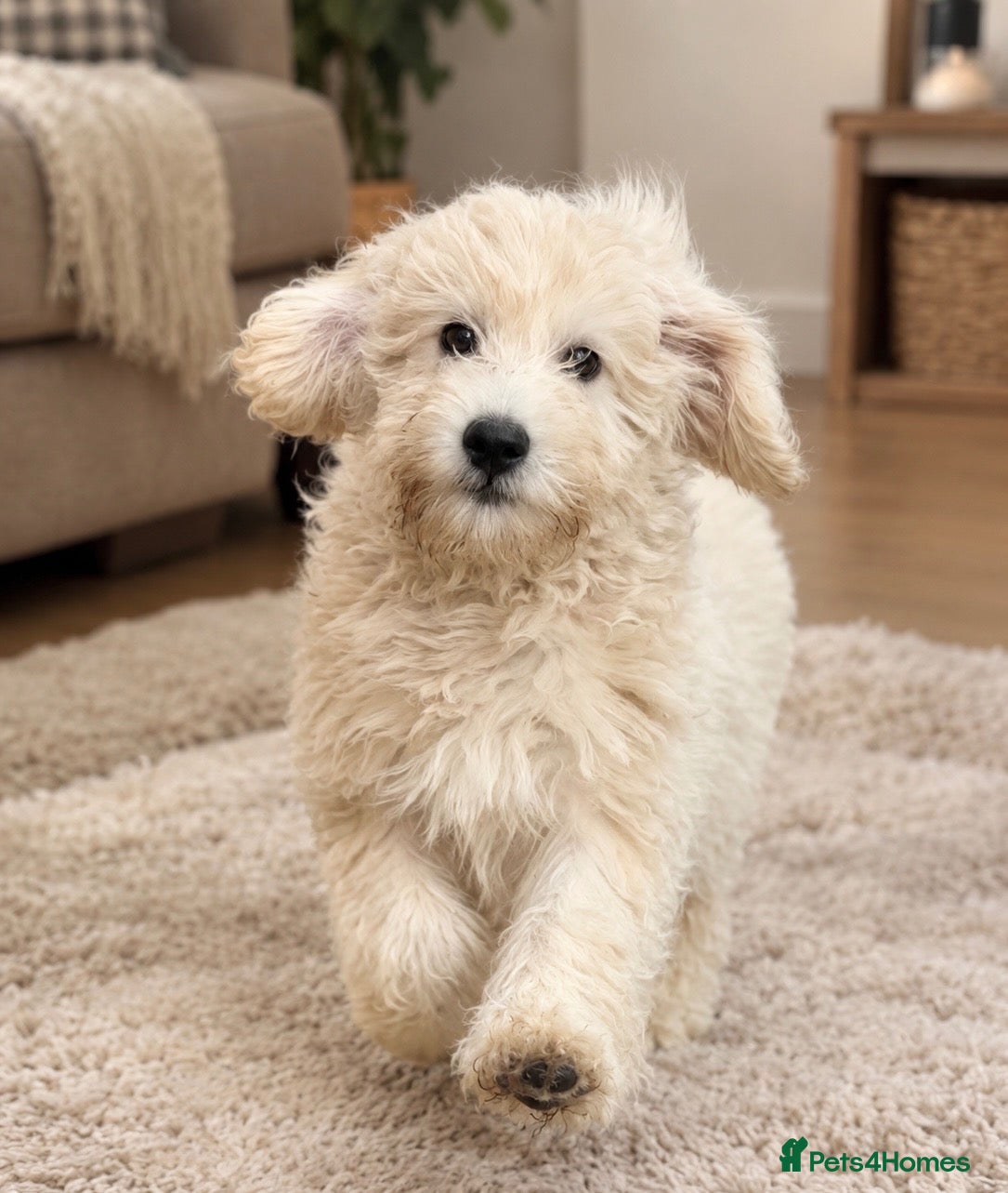 Mini Goldendoodle dogs 2 beautiful mini goldendoodle puppies ❤️ - Advert 2